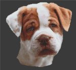 American Bulldog Puppy (image for) American Bulldog Puppy